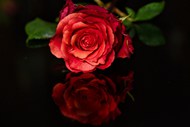 红色妖娆艺术风玫瑰花写真高清图片