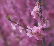 春日非主流桃花写真精美图片