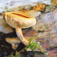 野生树蘑菇图片下载