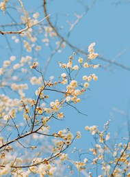 春天小清新杏花树高清图片