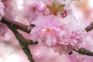 春天浪漫粉色樱花微距特写写真图片下载