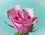 微距特写粉色玫瑰花高清图片