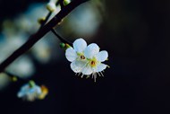 春天白色杏花微距特写写真精美图片
