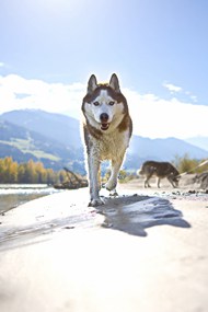 可爱俏皮西伯利亚雪橇犬图片下载