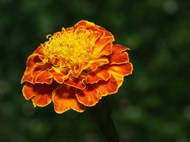 橙黄色万寿菊精美图片