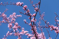 蓝天下绽放的粉色樱花精美图片