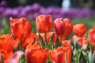花圃红色郁金香花图片下载