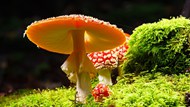 绿色苔藓红蘑菇精美图片