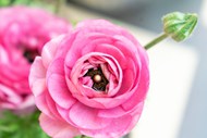 粉色花毛茛盛开精美图片