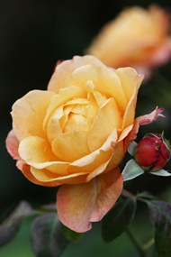 黄色灌木玫瑰花精美图片
