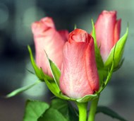粉色玫瑰花花苞精美图片