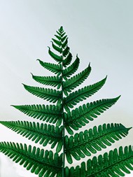 绿色蕨类植物叶子图片下载