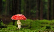 原始森林红色野生毒蘑菇图片大全