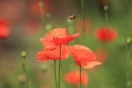 野生红色沙宾罂粟写真高清图片
