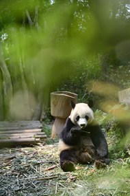 动物园国宝大熊猫精美图片