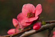 春天铁梗海棠花高清图片