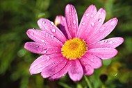 雨后娇艳欲滴粉色菊花高清图片