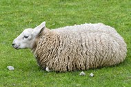 绿色草地趴着的绵羊高清图片