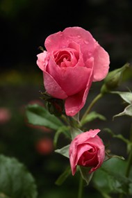 微距特写粉红玫瑰高清图片