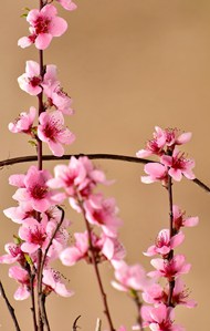春天粉色榆叶梅精美图片