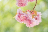 粉色小清新樱花壁纸图片下载
