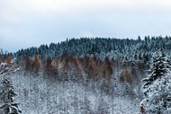 冬季森林积雪覆盖高清图片