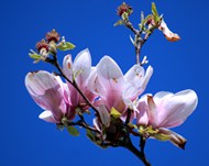 春天粉色玉兰花微距写真图片