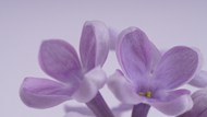 微距特写紫丁香写真图片