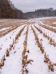 冬季乡村积雪覆盖的玉米地高清图片