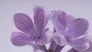 春天紫丁香微距写真图片下载