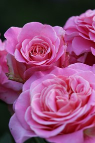 微距特写粉色玫瑰花精美图片