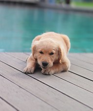 池畔趴着的金毛猎犬精美图片