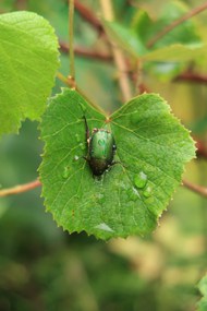 雨后葡萄叶绿色甲虫高清图片