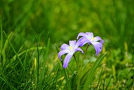 春天绿色草丛紫色小野花图片下载