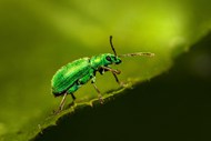 绿色荨麻象鼻虫图片