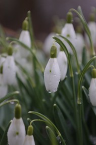 春天雨后白色雪莲花精美图片