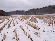 冬季乡村玉米地积雪覆盖图片大全