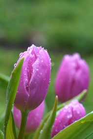 雨后紫色郁金香花图片下载