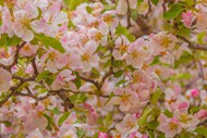 春天苹果树开花微距写真高清图片