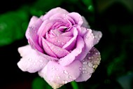 雨后露珠紫色玫瑰高清图片