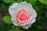 春天粉白色玫瑰花精美图片