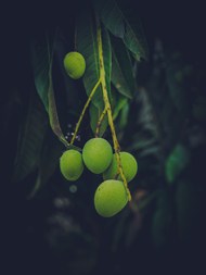 芒果树绿色青涩芒果写真高清图片