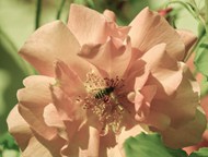 蜜蜂花卉授粉微距特写写真高清图片