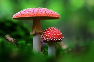 飞木耳红蘑菇高清图片