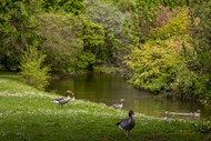 公园河边一群水鸭子图片大全