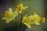 春天黄色水仙花精美图片