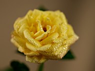 带露珠的黄色玫瑰花精美图片