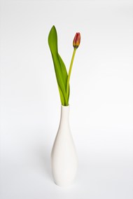 白色花瓶郁金香插花精美图片