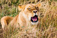 非洲大草原草丛咆哮的母狮子精美图片