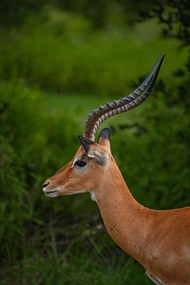 非洲野生濒危动物羚羊图片下载